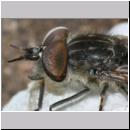 Tabanidae sp Bremse m01b 9mm.jpg